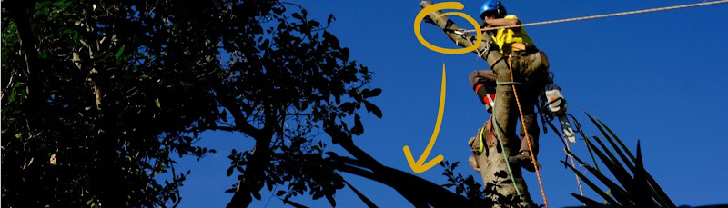 Jim's Trees & Stump Removal in Melbourne