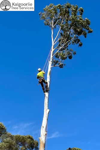 Kalgoorlie Tree Services in Kalgoorlie