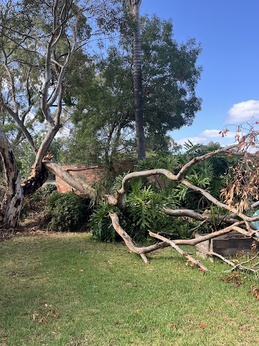 Lee Tree in Ringwood