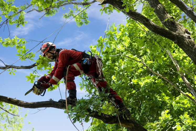 Midwest Mulching & Chipping Services in Orange