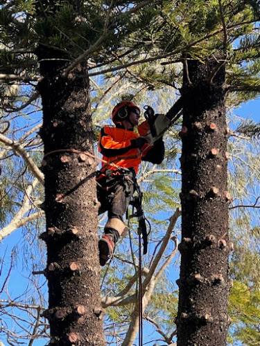 MOWAT TREES in Carrara