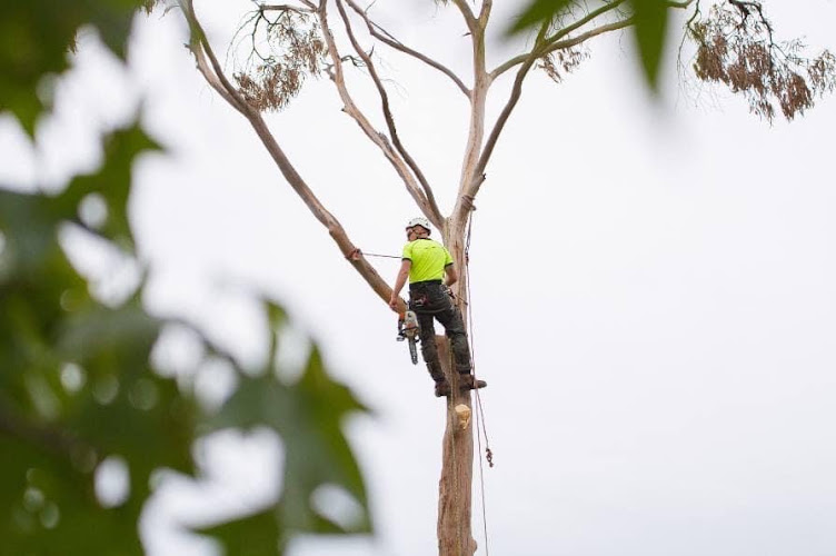 Mudjimba Tree Services in Mudjimba