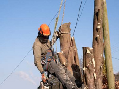 New Leaf Arbor Tree Pruning Trimming & Removal Services in Newtown