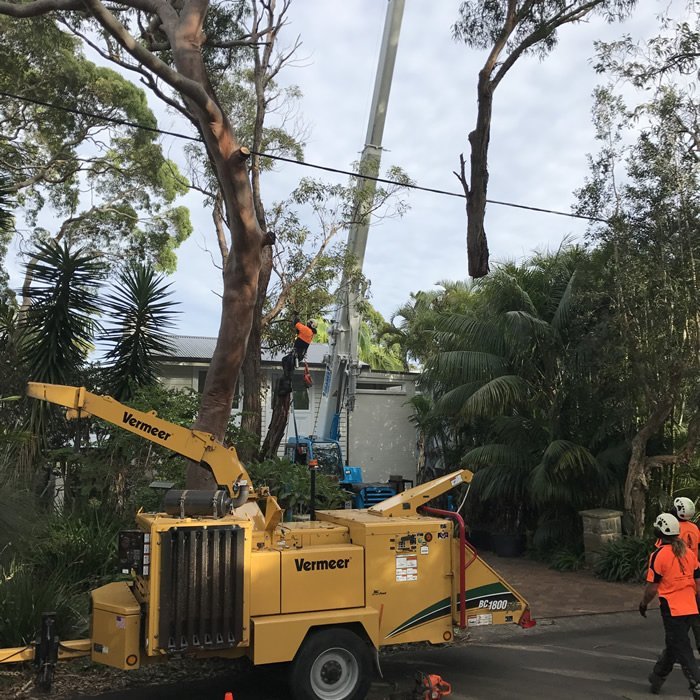 Newcastle Precision Tree Services in Newcastle