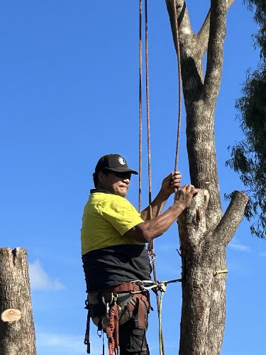Newtown Tree Lopping in Newtown