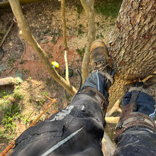 North Coast Tree Felling in Lismore