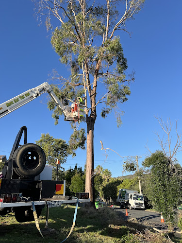 North East Tree Care in Wodonga