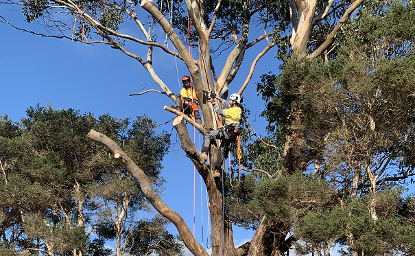 North West Tasmania Tree Services NWTTS in Devonport