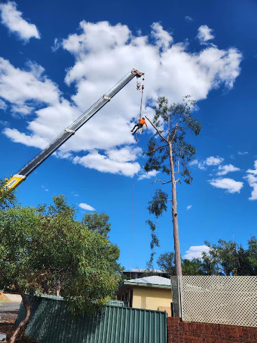 Northern Tree Group in Darwin
