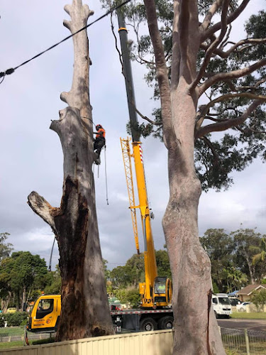 Parramatta Tree Removal Services in Parramatta