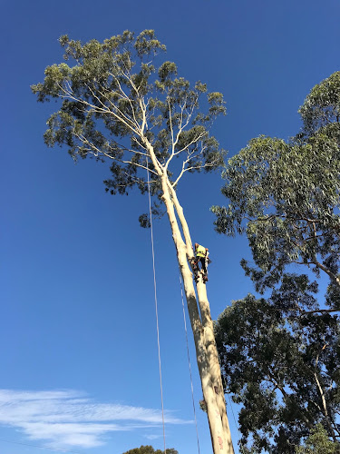PC Tree Services in Ringwood