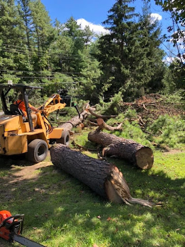 Penrith Tree Removal & Lopping Services in Penrith
