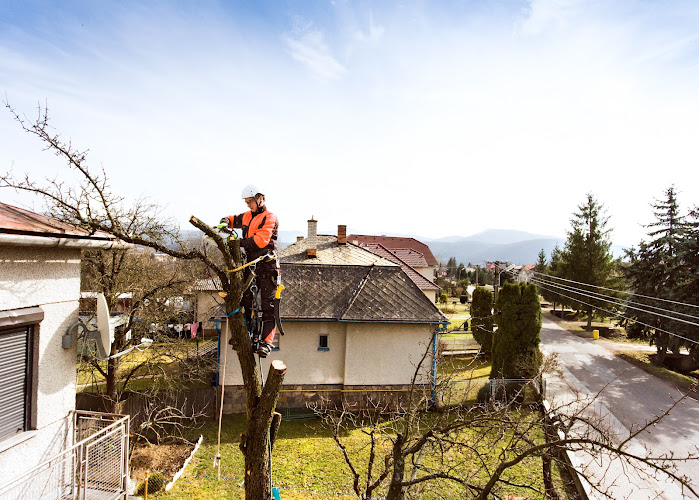Penrith Tree Services & Removal in Penrith