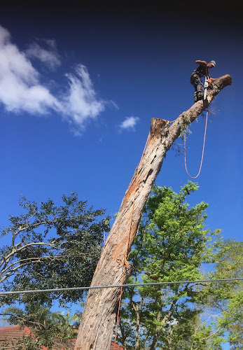 Piers Laverty Professional Tree Services in Wahroonga