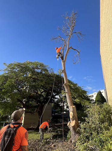 Pinnacle Tree Management QLD in Deception Bay
