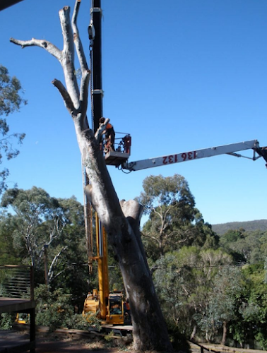 Proarbor Tree Strategies in Gawler