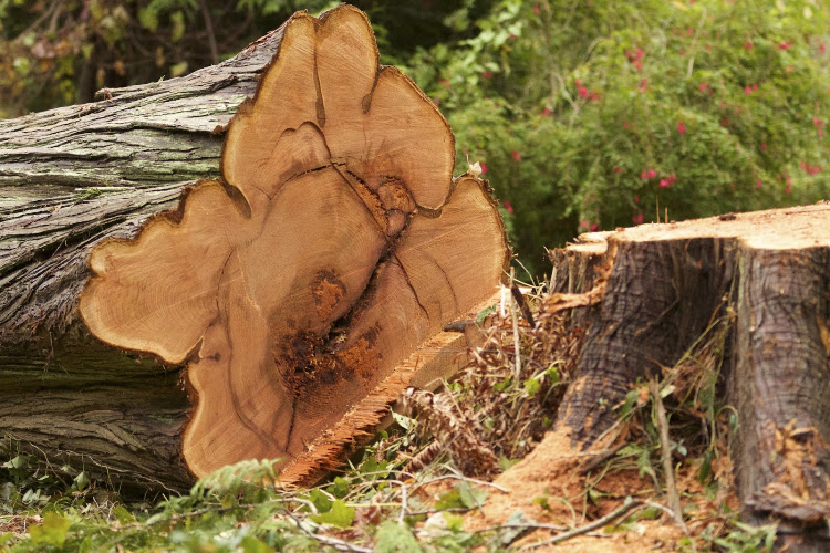 Quinn's Tree Care Arborist Services in Wagga Wagga