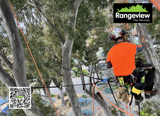 Rangeview Tree Services in Ringwood