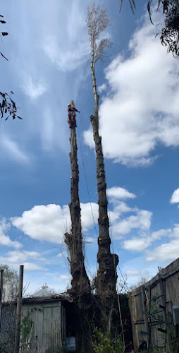 Rapid Tree Solutions in Delacombe