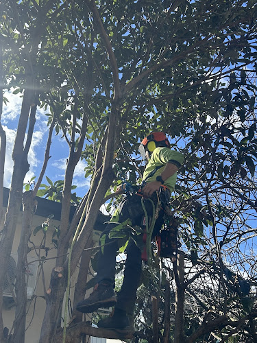 Robey Tree Services in Epping