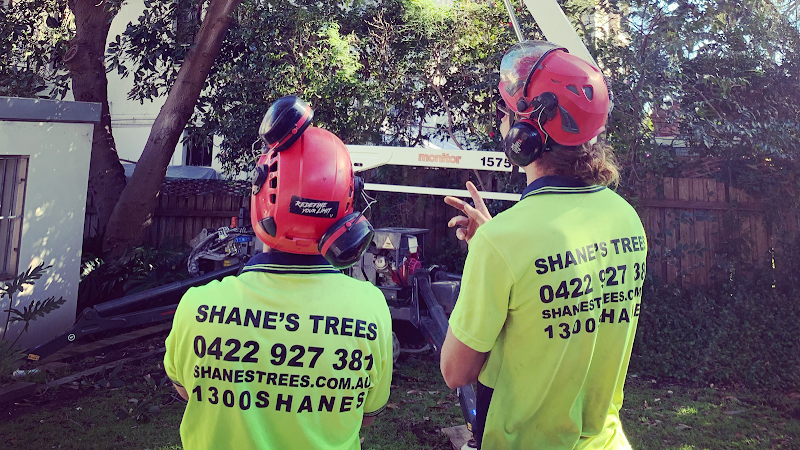 Shane's Trees - Wollongong in Wollongong