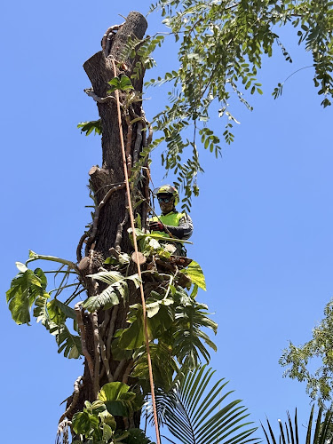 Smart Cuts Tree Lopping in Logan