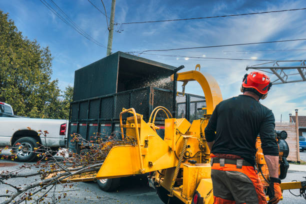 Smith Tree Solutions PTY LTD in Southside