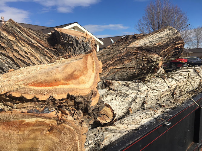 Solutions Tree Services & Removal in Blacktown