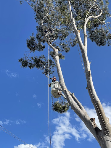 State Wide Tree Removals in Parramatta