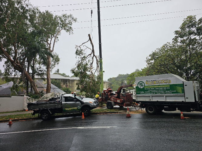 Steve Cairns Tree Service in Bungalow
