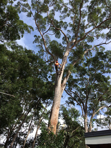 STS Safe Tree Surgeons - Tree Services | Stump Removal | Emergency Tree Removal North Shore in North Sydney