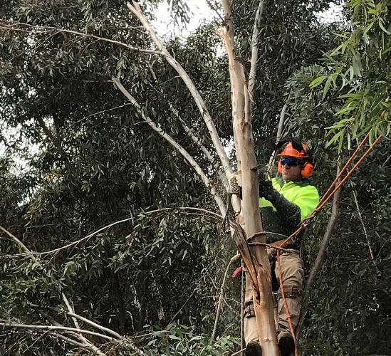 Sureline Tree Services in Werribee