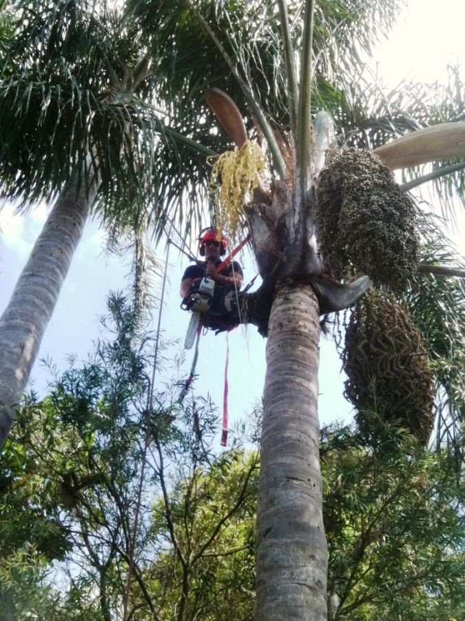 Sydney Palms in Caringbah