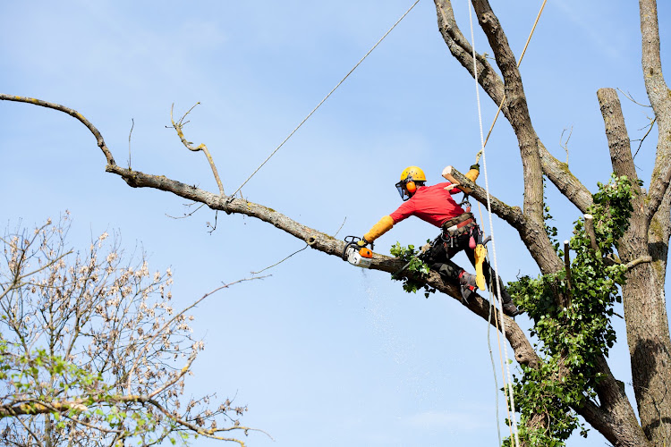 Sydney Tree Company in Sydney