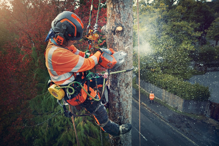 Sydney Tree Services in Sydney