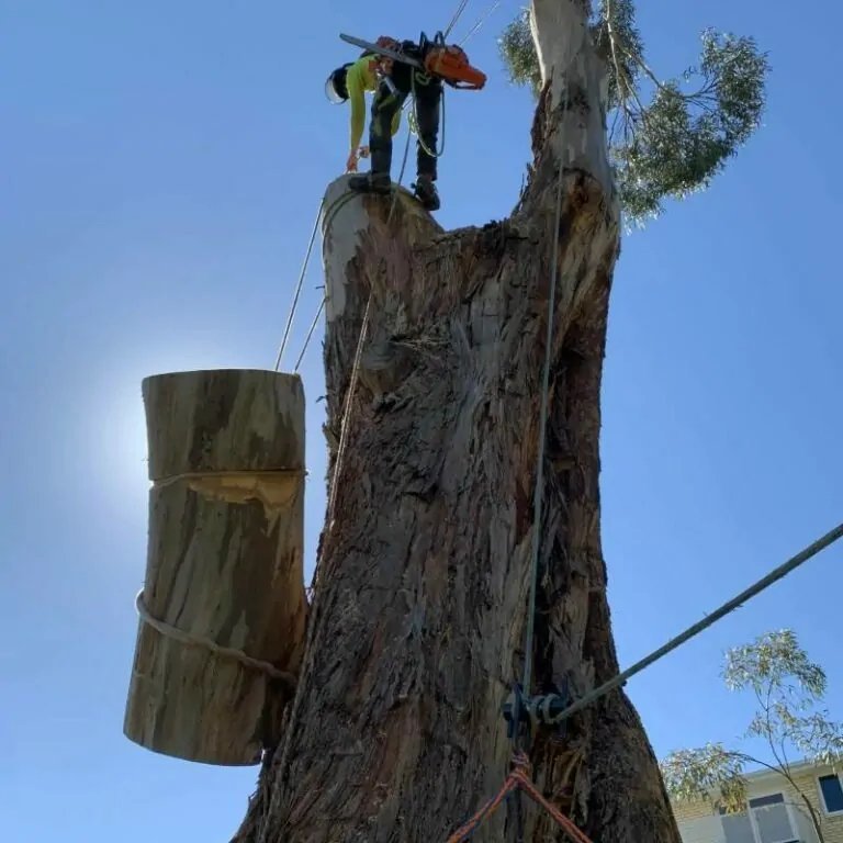 Tasmanian Arboriculture Consultants in Hobart