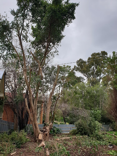 The Tidy Tree Company in Shepparton