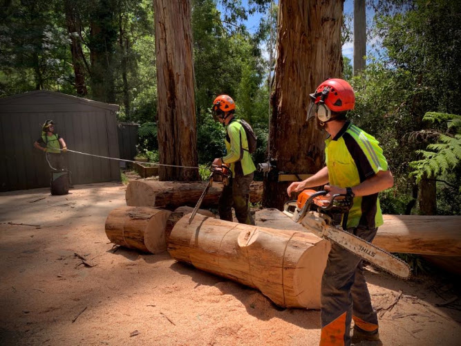 The Tree Fairy Arborist P/L in Ringwood