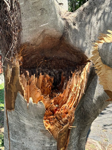 Tim the Tree-Man in Brisbane