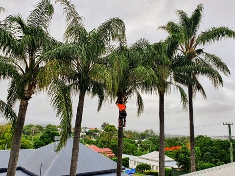 TLC Tree Service in Gympie