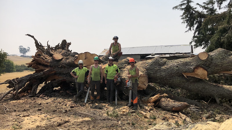 TLC Trees in Bayswater North