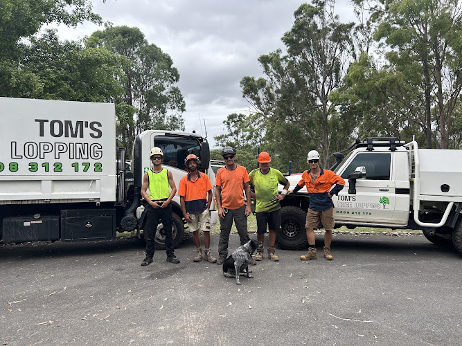 Tom's Tree Lopping in Daisy Hill