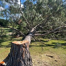 Top Tree Care Services in Clear Island Waters