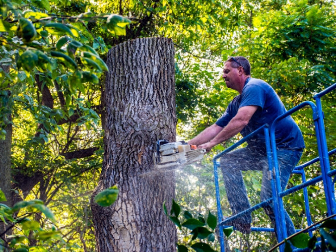 Townsville Tree Lopping Services in Townsville