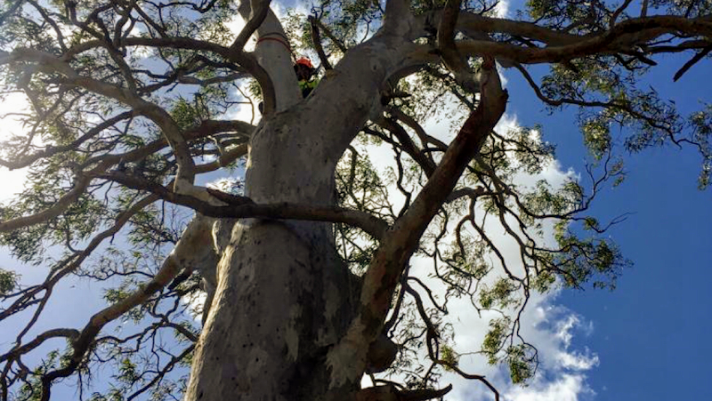 Tree Clear in Logan