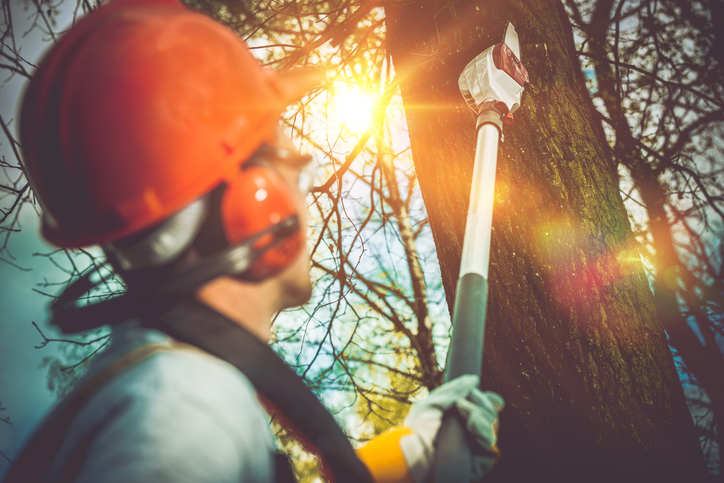 Tree Loppers Mandurah in Mandurah