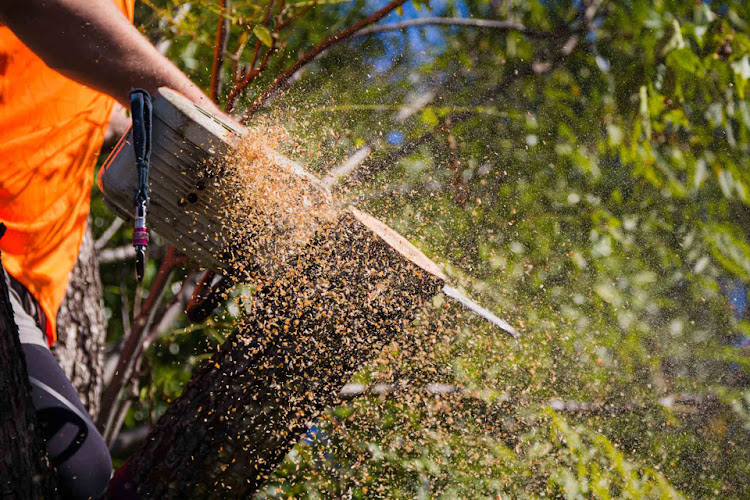 Tree Lopping North Lakes in North Lakes
