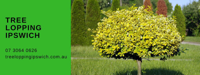 Tree Lopping Service Ipswich in Ipswich