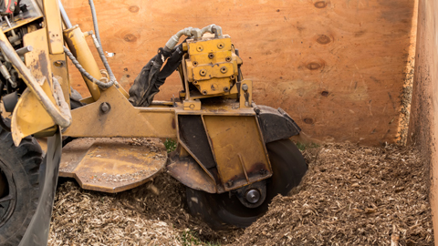 Tree Lopping Sydney - Tree Trimming & Pruning | Stump & Tree Removal in Woolloomooloo