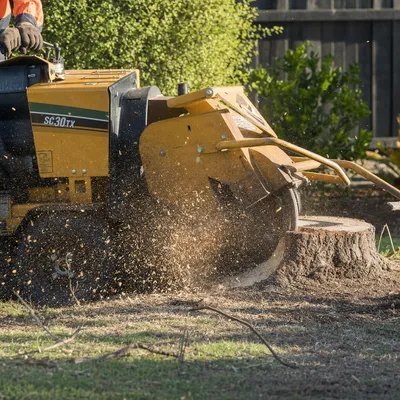 Tree Removal Adelaide in Adelaide